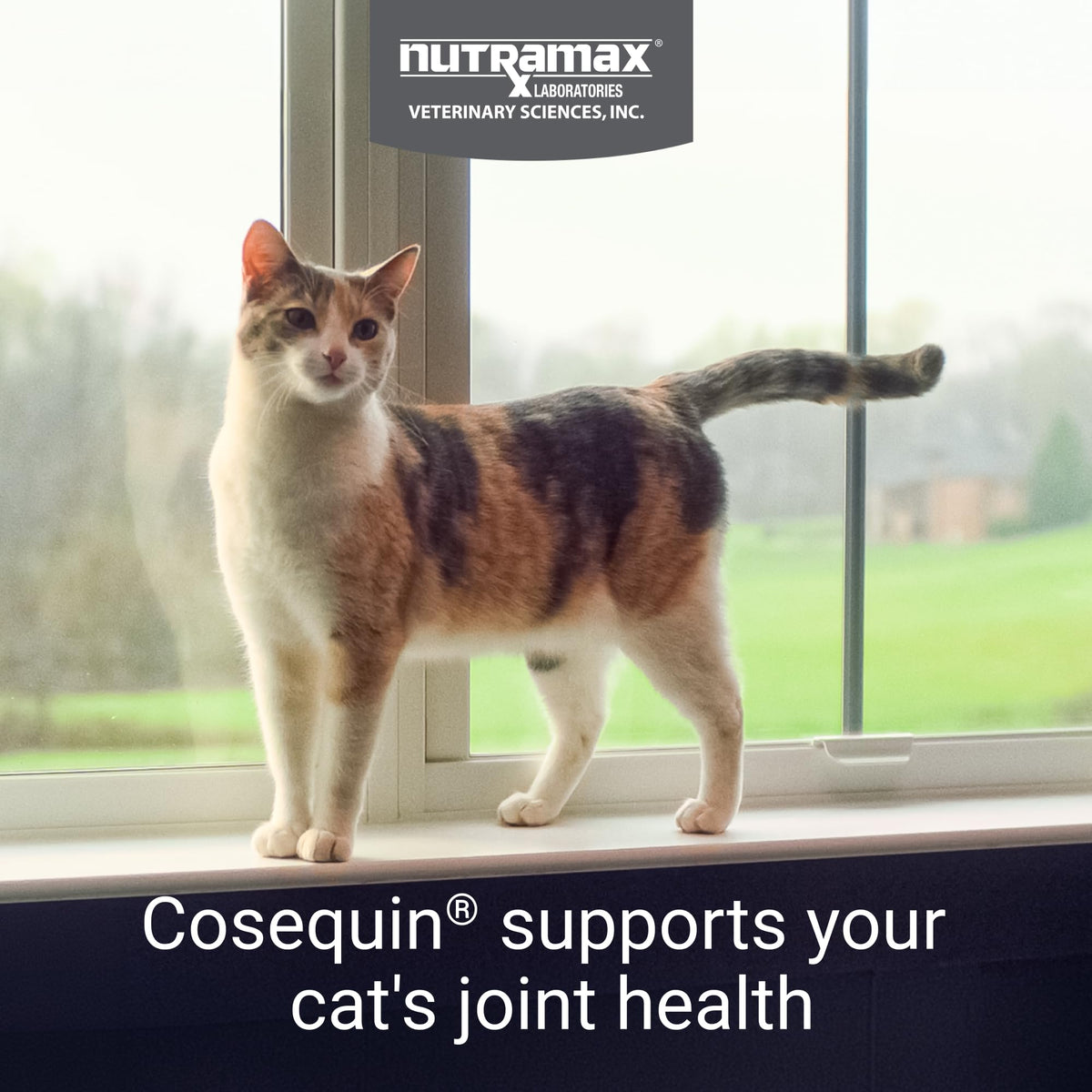 Joint Health Supplement for Cats, Soft Chews, 60ct E9911